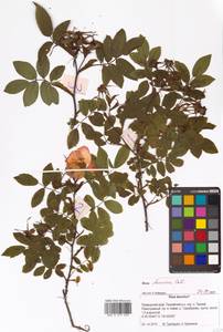 Rosa davurica Pall., Siberia, Russian Far East (S6) (Russia)