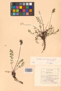 Oxytropis maydelliana Trautv., Siberia, Russian Far East (S6) (Russia)