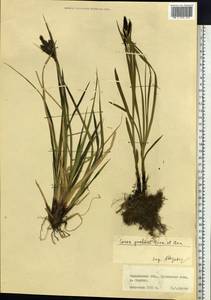 Carex gmelinii Hook. & Arn., Siberia, Russian Far East (S6) (Russia)