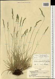 Festuca trachyphylla (Hack.) Hack., Eastern Europe, Central region (E4) (Russia)