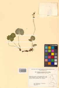 Micranthes nelsoniana subsp. aestivalis (Fisch. & C. A. Mey.) Elven & D. F. Murray, Siberia, Russian Far East (S6) (Russia)