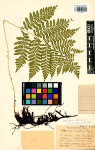 Diplazium sibiricum (Turcz. ex Kunze) Sa.Kurata, Siberia, Baikal & Transbaikal region (S4) (Russia)