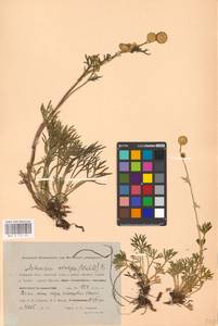 Artemisia norvegica, Siberia, Western Siberia (S1) (Russia)