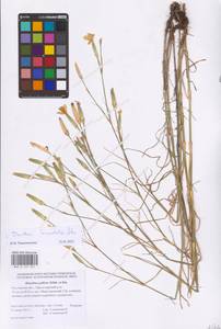 Dianthus monadelphus subsp. pallens (Sm.) Greuter & Burdet, Eastern Europe, Rostov Oblast (E12a) (Russia)