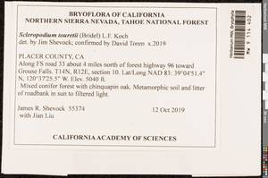 Scleropodium touretii (Brid.) L.F. Koch, Bryophytes, Bryophytes - America (BAm) (United States)