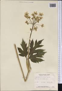Heracleum sphondylium subsp. elegans (Crantz) Schübl. & G. Martens, America (AMER) (Canada)