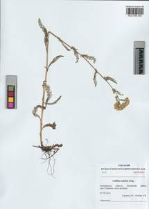 Achillea asiatica Serg., Siberia, Altai & Sayany Mountains (S2) (Russia)