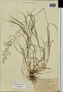 Agrostis gigantea Roth, Eastern Europe, Moscow region (E4a) (Russia)