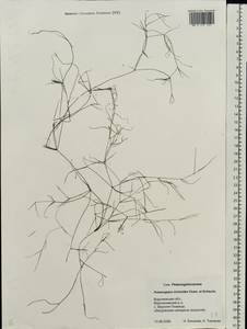 Potamogeton trichoides Cham. & Schltdl., Eastern Europe, Central forest-and-steppe region (E6) (Russia)