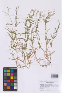 Stellaria graminea L., Eastern Europe, Moscow region (E4a) (Russia)
