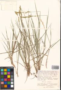 Leymus ramosus (K.Richt.) Tzvelev, Middle Asia, Caspian Ustyurt & Northern Aralia (M8) (Kazakhstan)