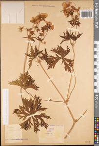 Geranium ruprechtii (Woronow) Grossh., Caucasus (no precise locality) (K0)