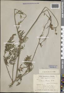 Silaum silaus (L.) Schinz & Thell., Middle Asia, Northern & Central Kazakhstan (M10) (Kazakhstan)