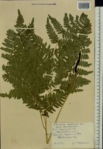 Pteridium aquilinum subsp. pinetorum (C. N. Page & R. R. Mill) J. A. Thomson, Eastern Europe, South Ukrainian region (E12) (Ukraine)