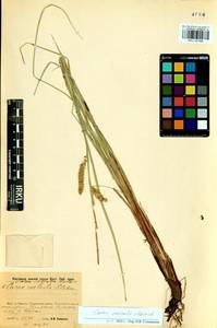 Carex vesicata Meinsh., Siberia, Baikal & Transbaikal region (S4) (Russia)