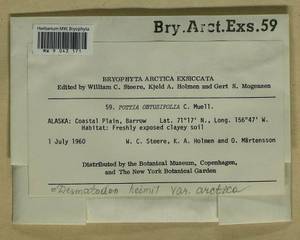 Hennediella heimii (Hedw.) R.H. Zander, Bryophytes, Bryophytes - America (BAm) (United States)