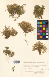 Cherleria biflora (L.) A. J. Moore & Dillenb., Siberia, Chukotka & Kamchatka (S7) (Russia)