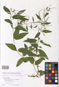 Epilobium lanceolatum Sebast. & Mauri, Eastern Europe, Central forest-and-steppe region (E6) (Russia)