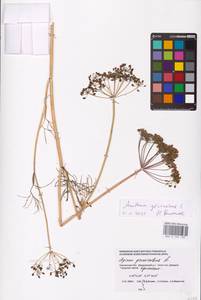 Anethum graveolens L., Eastern Europe, Western region (E3) (Russia)