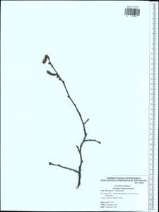 Corylus avellana L., Eastern Europe, Central region (E4) (Russia)