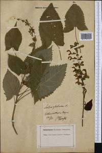 Salvia glutinosa L., Western Europe (EUR) (Germany)