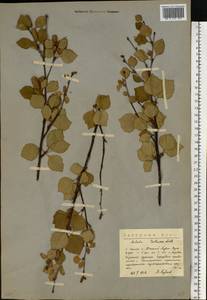 Betula pubescens var. pumila (Zanoni ex Murray) Govaerts, Eastern Europe, Northern region (E1) (Russia)