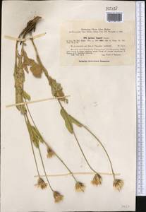 Jurinea capusii (Franch.) Franch., Middle Asia, Western Tian Shan & Karatau (M3) (Uzbekistan)