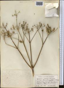 Prangos pabularia subsp. sarawschanica (Regel & Schmalh.) Lyskov & Pimenov, Middle Asia, Pamir & Pamiro-Alai (M2) (Tajikistan)