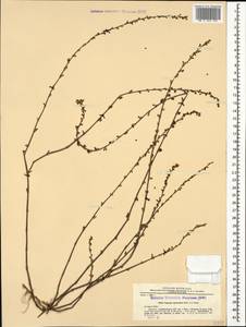 Polygonum argyrocoleum Steud. ex Kunze, Caucasus, Azerbaijan (K6) (Azerbaijan)