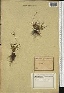 Carex flava L., Western Europe (EUR) (France)