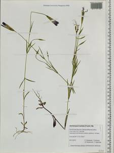 Gentianopsis barbata, Siberia, Baikal & Transbaikal region (S4) (Russia)
