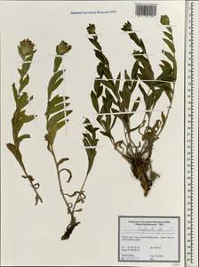 Campanula, South Asia, South Asia (Asia outside ex-Soviet states and Mongolia) (ASIA) (Turkey)