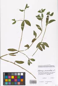 Asperugo procumbens L., Eastern Europe, Moscow region (E4a) (Russia)