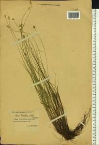 Carex tenuiflora Wahlenb., Siberia, Yakutia (S5) (Russia)