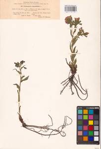 MHA 0 152 790, Pulmonaria angustifolia L., Eastern Europe, North Ukrainian region (E11) (Ukraine)