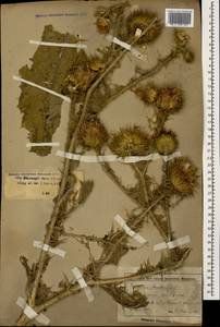 Onopordum acanthium L., Caucasus, Stavropol Krai, Karachay-Cherkessia & Kabardino-Balkaria (K1b) (Russia)