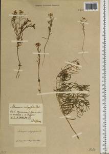 Dontostemon integrifolius (L.) Ledeb., Siberia, Baikal & Transbaikal region (S4) (Russia)