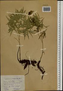 Paeonia intermedia subsp. intermedia, Siberia, Western (Kazakhstan) Altai Mountains (S2a) (Kazakhstan)