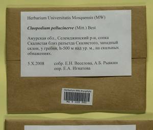 Claopodium pellucinerve (Mitt.) Best, Bryophytes, Bryophytes - Russian Far East (excl. Chukotka & Kamchatka) (B20) (Russia)