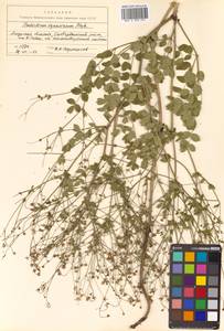 Thalictrum squarrosum Stephan ex Willd., Siberia, Russian Far East (S6) (Russia)