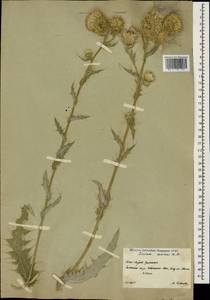 Cirsium echinus (M. Bieb.) Hand.-Mazz., Caucasus, South Ossetia (K4b) (South Ossetia)