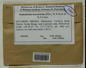 Iwatsukiella leucotricha (Mitt.) W.R. Buck & H.A. Crum, Bryophytes, Bryophytes - Baikal & Transbaikal regions (B18) (Russia)