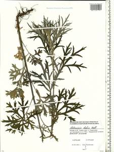 Artemisia dubia Wall. ex Besser, Eastern Europe, Moscow region (E4a) (Russia)