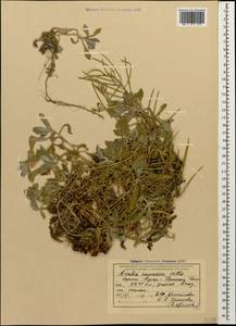 Arabis caucasica Willd., Caucasus, Krasnodar Krai & Adygea (K1a) (Russia)