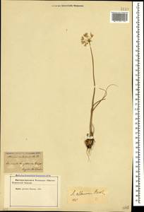 Allium rubellum M.Bieb., Caucasus, Azerbaijan (K6) (Azerbaijan)