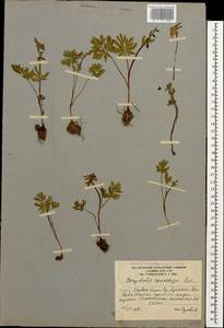 Corydalis conorhiza Ledeb., Caucasus, South Ossetia (K4b) (South Ossetia)