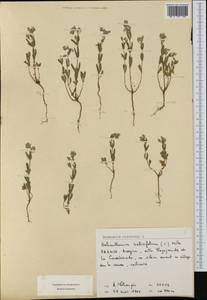 Helianthemum salicifolium (L.) Miller, Western Europe (EUR) (France)
