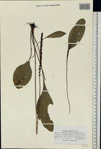 Plantago cornuti Gouan, Eastern Europe, Central forest-and-steppe region (E6) (Russia)