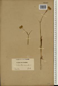 Valerianella coronata (L.) DC., South Asia, South Asia (Asia outside ex-Soviet states and Mongolia) (ASIA) (Iran)