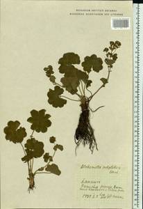 Alchemilla subglobosa C. G. Westerl., Eastern Europe, Lithuania (E2a) (Lithuania)